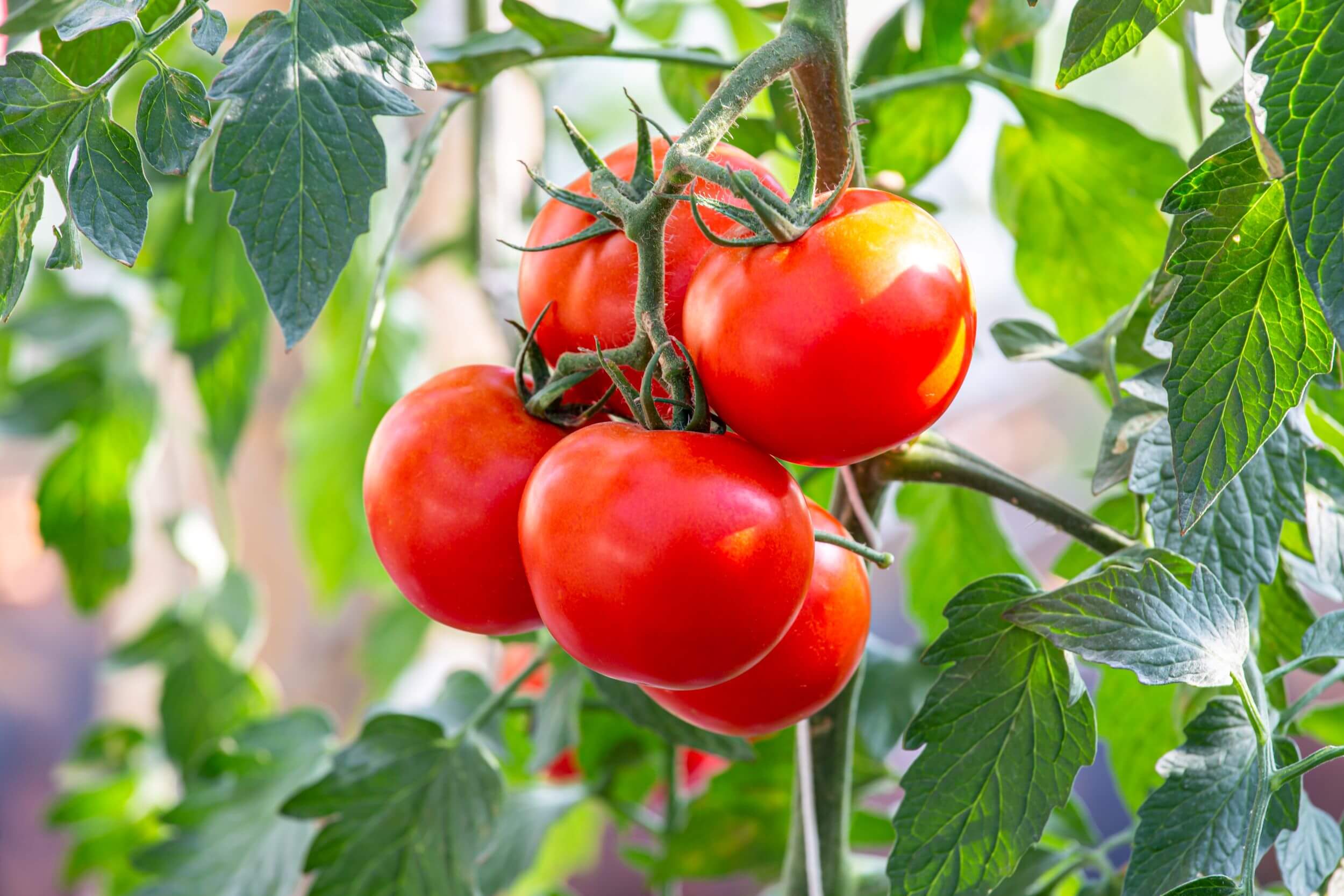 Tomatengewächshaus Nahaufnahme einer Tomatenrispe Nahaufnahme einer Tomatenrispe